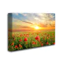 Sunrise on a field of Poppies