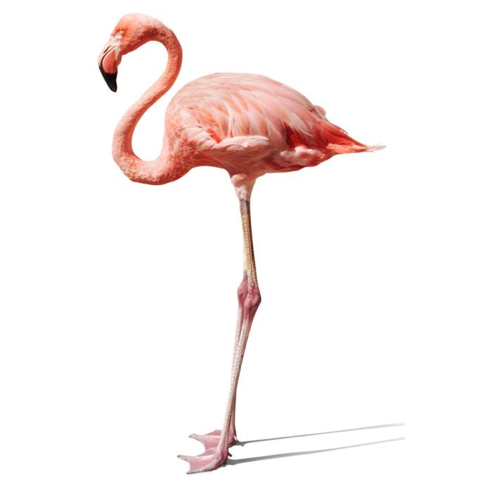 Pink Flamingo On White - ID # 1248670