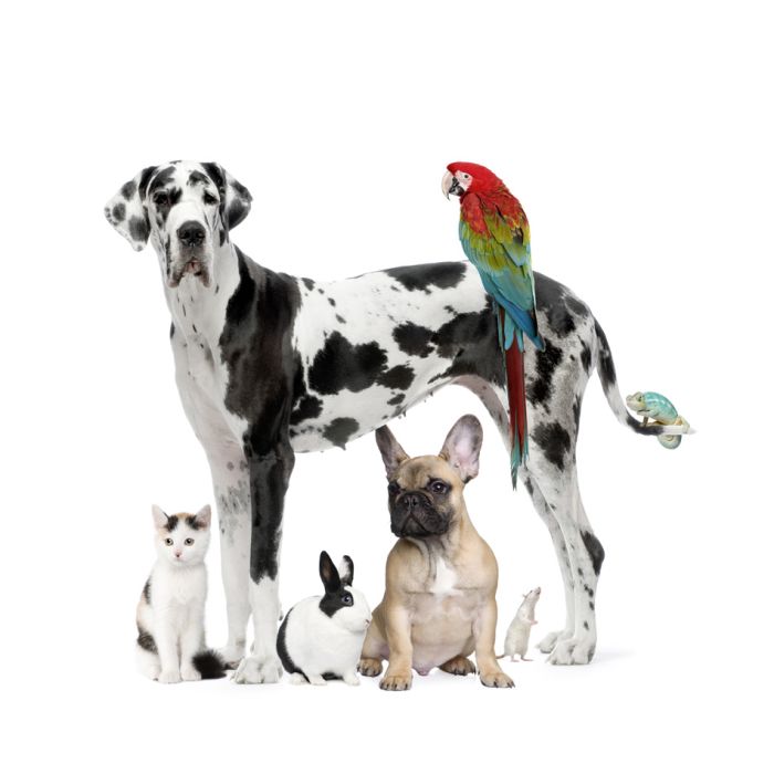 Group Of Pets - Dog - Cat - Bird - Reptile - Rabbit  - ID # 12988618