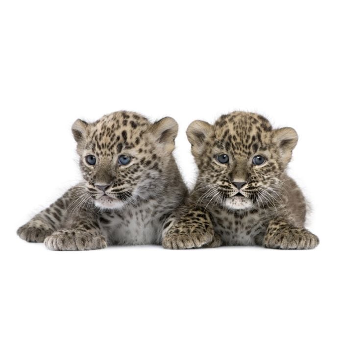 Persian Leopard Cub - ID # 15585383