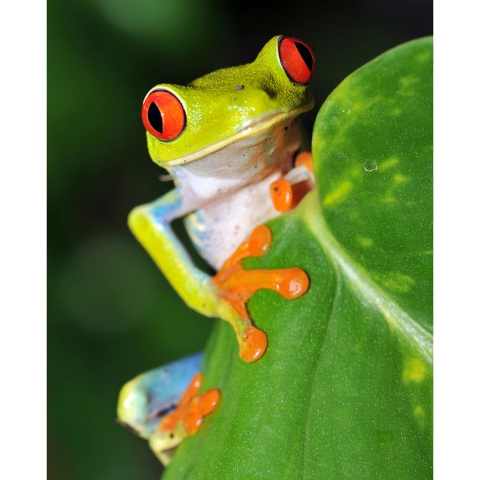 Red Eyed Green Tree Frog Looking - Costa Rica - ID # 15616329