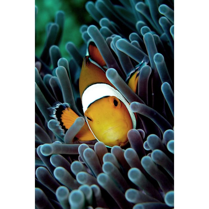 Clown Fish - ID # 1628073