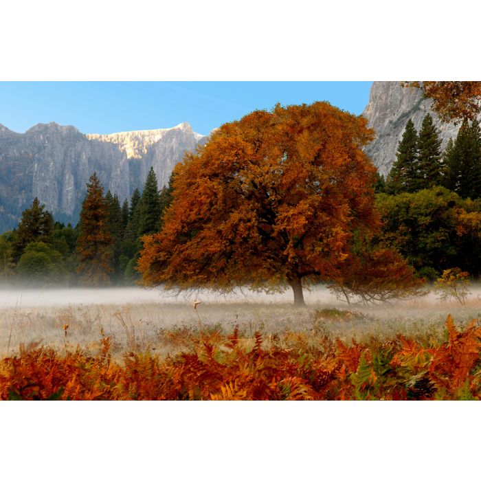 Beautiful Tree With Fall Color In Yosemite Valley - ID # 1711674