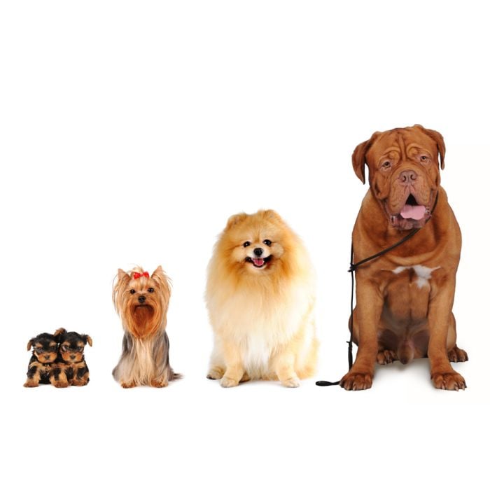 Group Of Dogs - Yorkshire Terrier -Spitz -Bordoss Dog - ID # 17992409