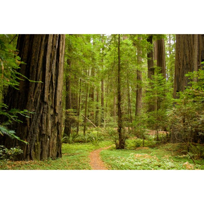 Path Through The Redwood Forest  - ID # 18726763