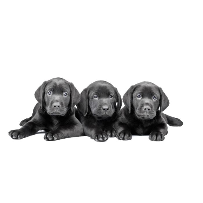 Three Black Labrador Puppies - ID # 21363111