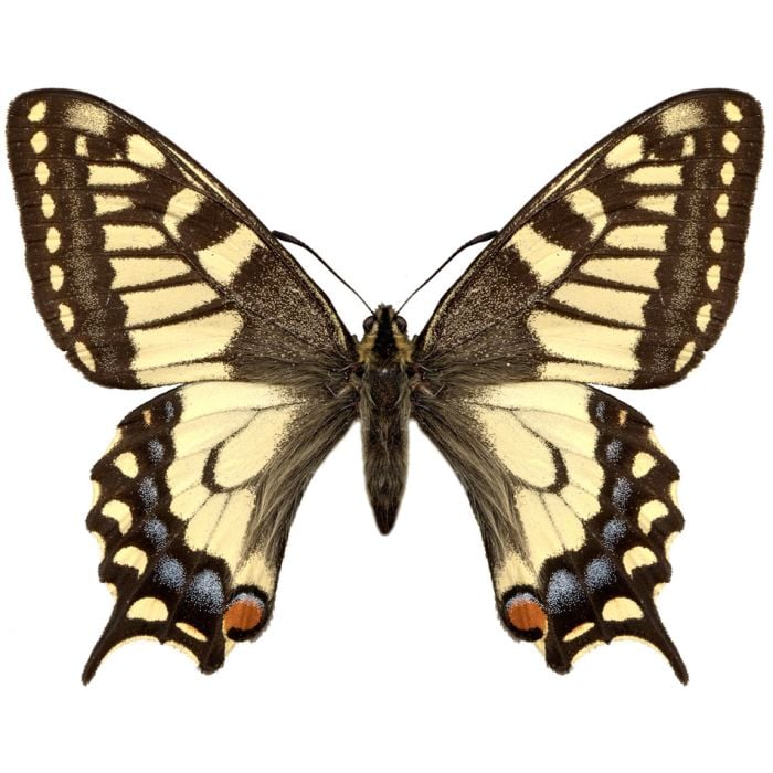 Yellow Butterfly Machaon -  - ID # 2511102