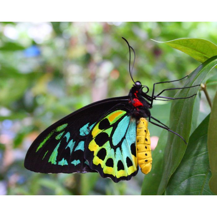 Colourful Buttery - Richmond Birdwing - ID # 25262671