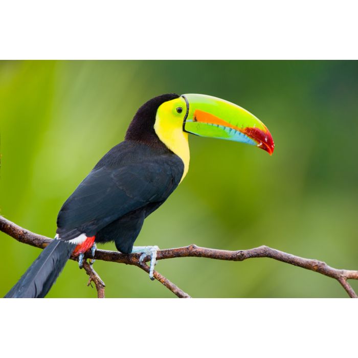 Keel Billed Toucan - From Central America - ID # 25709666