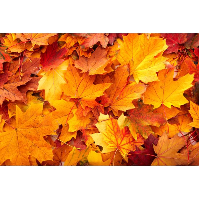 Background Group Autumn Orange Leaves -  - ID # 25799304