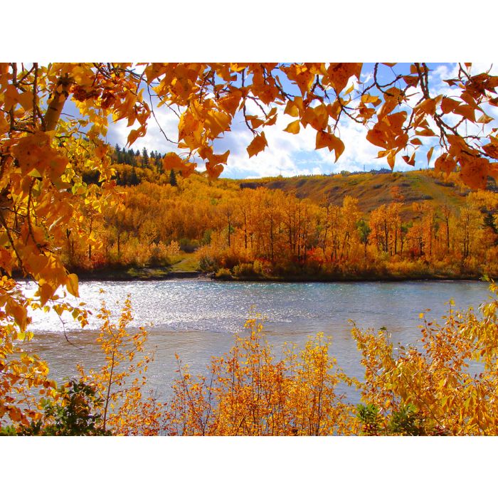 Fall Foliage Along The Bow River - Calgary Canada - ID # 26396949