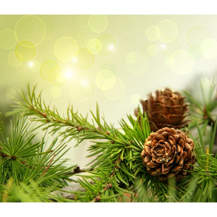 Pine Cones On Branches With Holiday Background - ID # 27116679