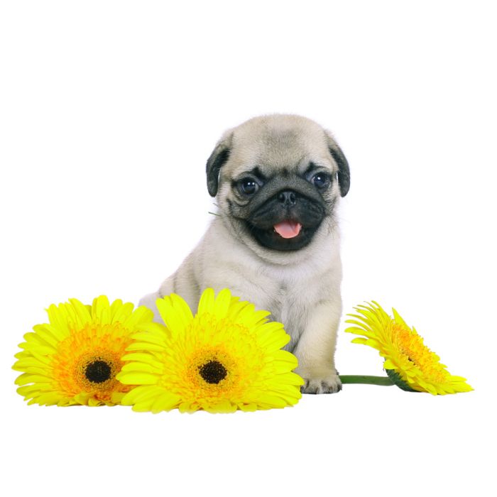 Pug Puppy With Yellow Chrysanthemums - ID # 27637754