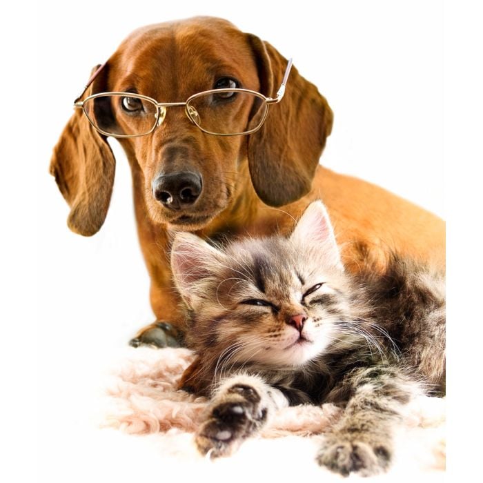 Dachshund Dog And Kitten - ID # 29192680