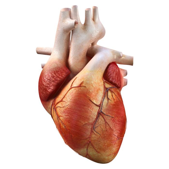 Cgi 3D Human Heart - ID # 30731859