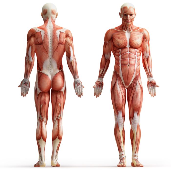 Anatomy - Muscles - ID # 31485685