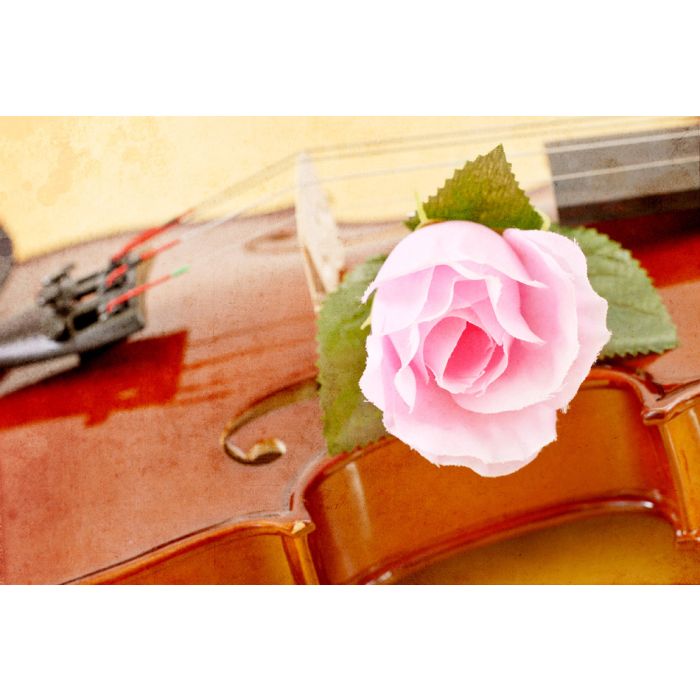 Rose On Violin In Grunged Texture - ID # 32800002