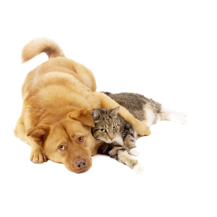 Dog And Cat Relaxing On White Background - ID # 3284688