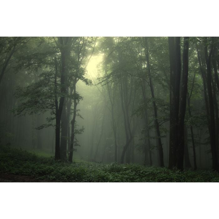 Green Forest After Rain - ID # 35159716