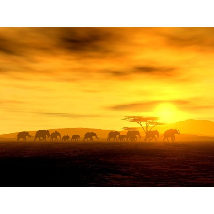 Safari African Spirit - Elephant Herd - ID # 3550175