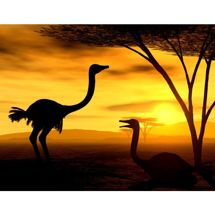 Safari African Spirit - Ostriches - ID # 3550272