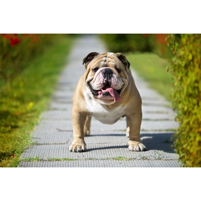 English Bulldog - ID # 36032210