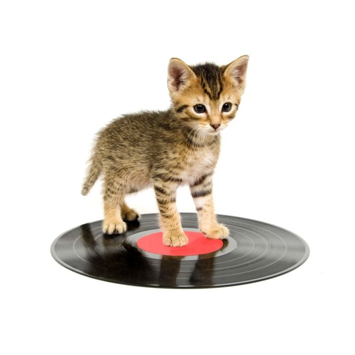 Kitten Standing On A Record - ID # 3648733