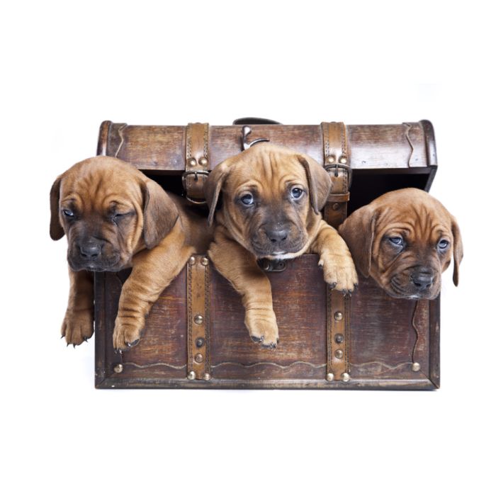 Three Happy Dogs Hiding In Vintage Chest - ID # 37049380