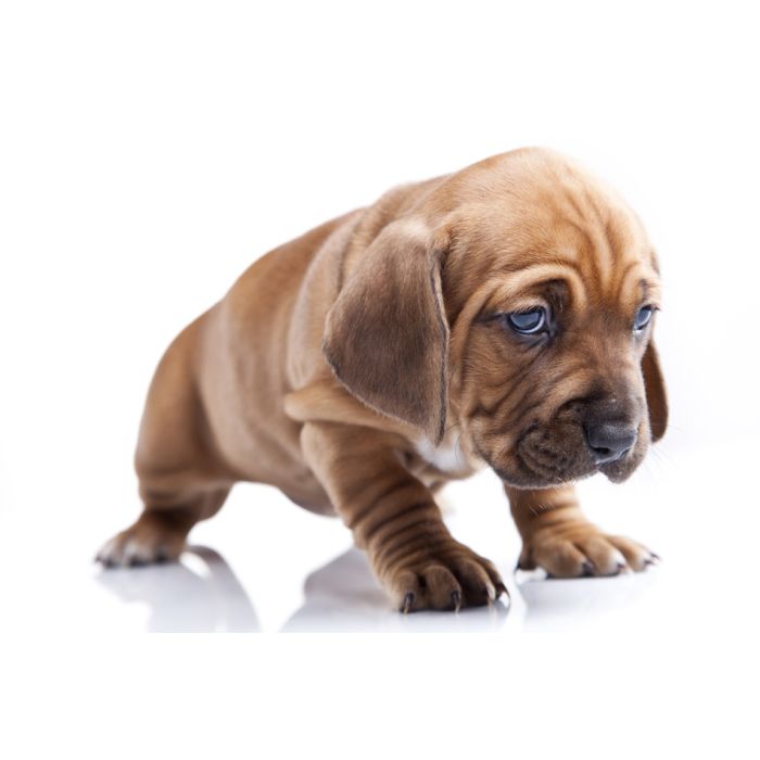 Single Young Happy Dog  On White Background - ID # 37049814