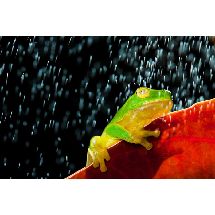 Little Green Tree Frog Sitting On Red Leaf In Rain - ID # 38211893