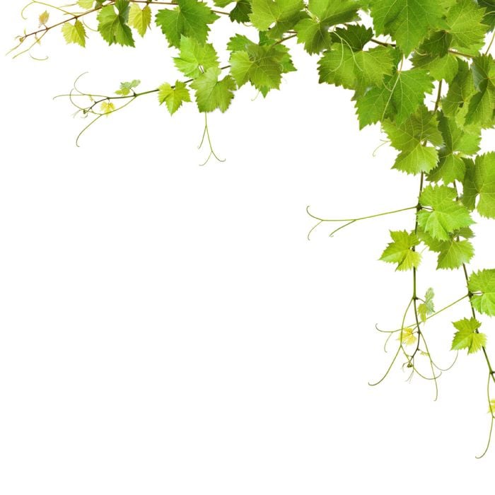 Collage Of Vine Leaves On White Background - ID # 38295566