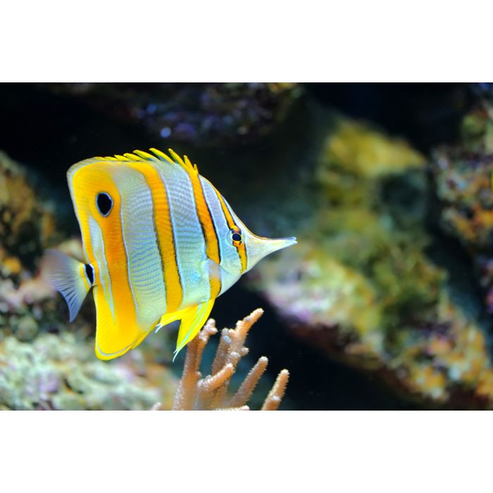 Photo Of A Tropical Fish On A Coral Reef - ID # 38426713