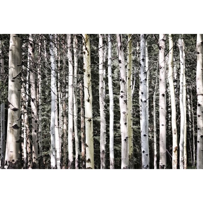 Aspen Tree Trunks In Forest As Natural Background - ID # 39155062