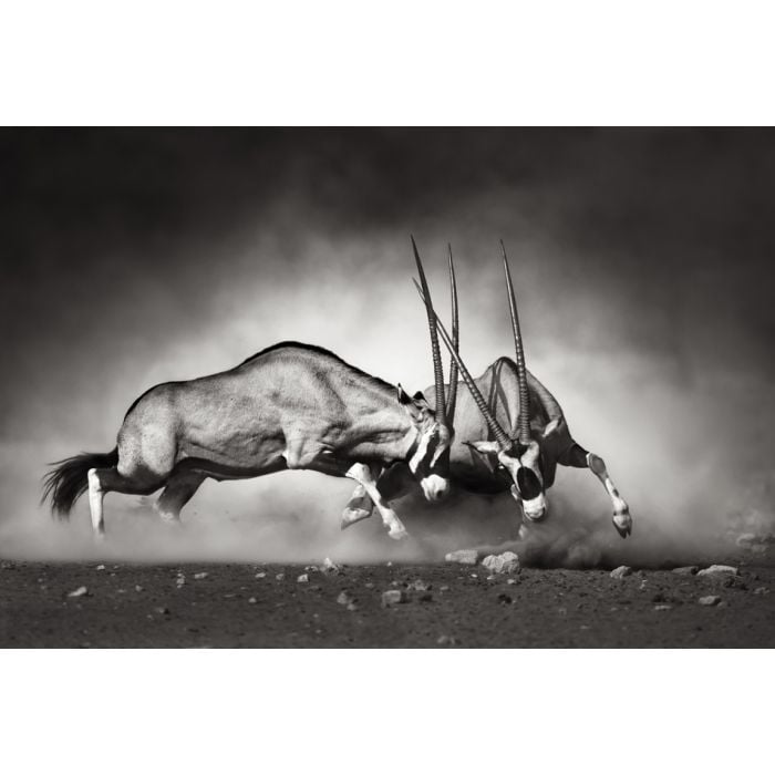 Gemsbok Fight - ID # 40410948