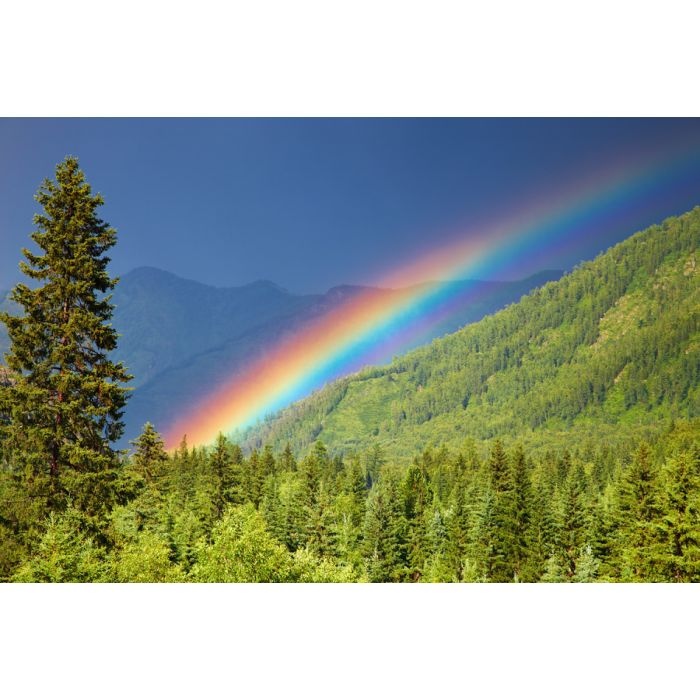 Rainbow Over Forest At Sunset - ID # 40783077