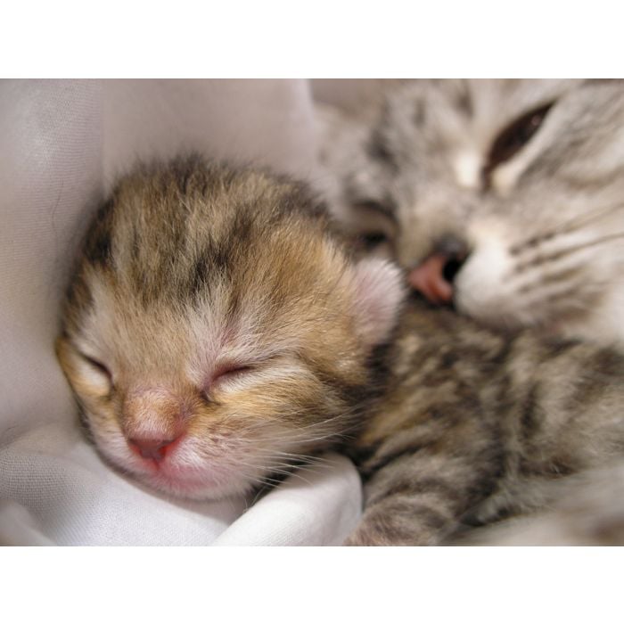 Cat And Her Newborn Kitten - ID # 41350406