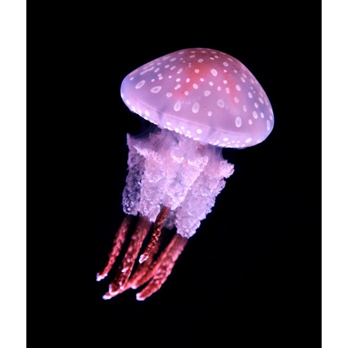 Jellyfish On Black Background - ID # 41511623