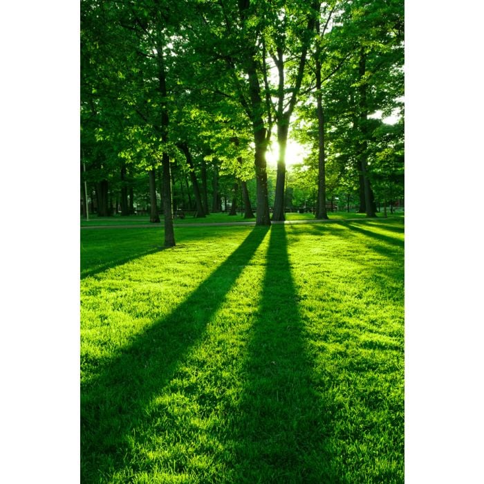 Green Park With Long Shadows From Setting Sun - ID # 4211055