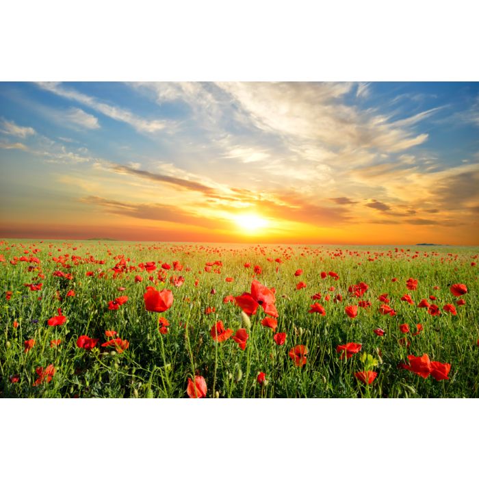 Field With Green Grass And Red Poppies - ID # 42164353