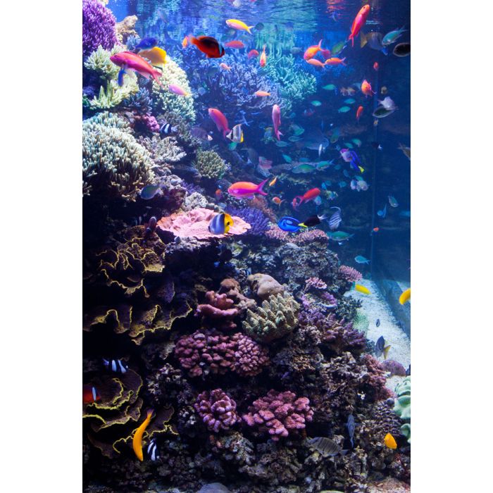 Saltwater Aquarium With Tropical Fish - ID # 43276340