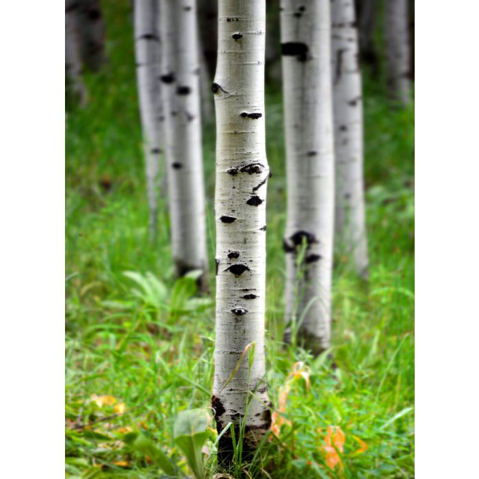 Aspen Birch Trees In Summer - ID # 43549896