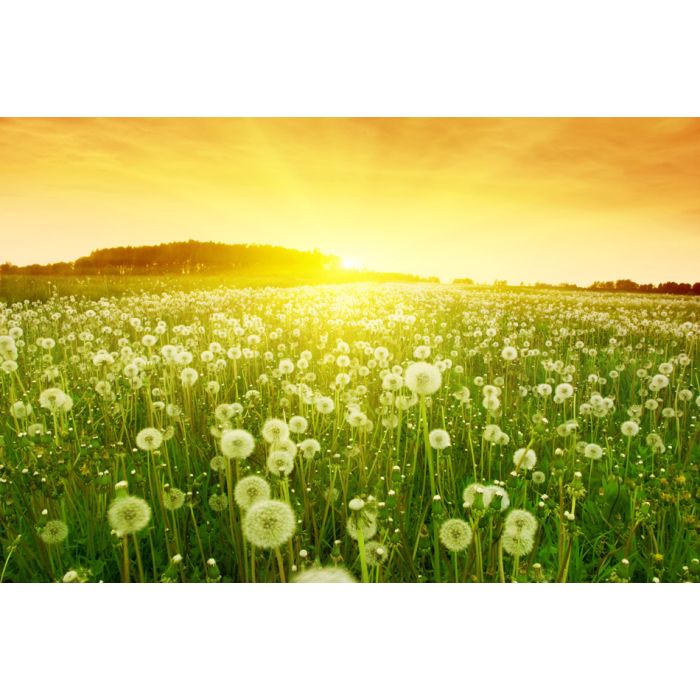 Dandelions In Meadow During Sunset -  - ID # 43670795