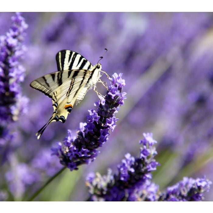 Mariposa En Lavanda - Iphyclides Podalirius - ID # 43719096