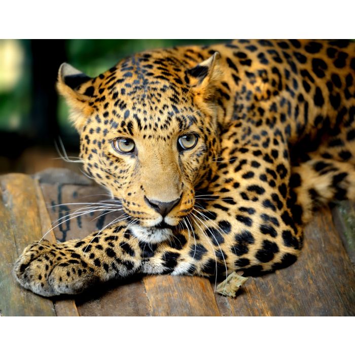 Leopard Portrait - ID # 43990989