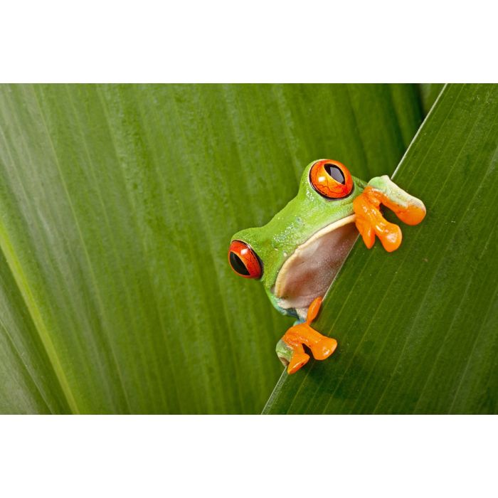 Red Eyed Tree Frog Peeping Curiously - ID # 43998822