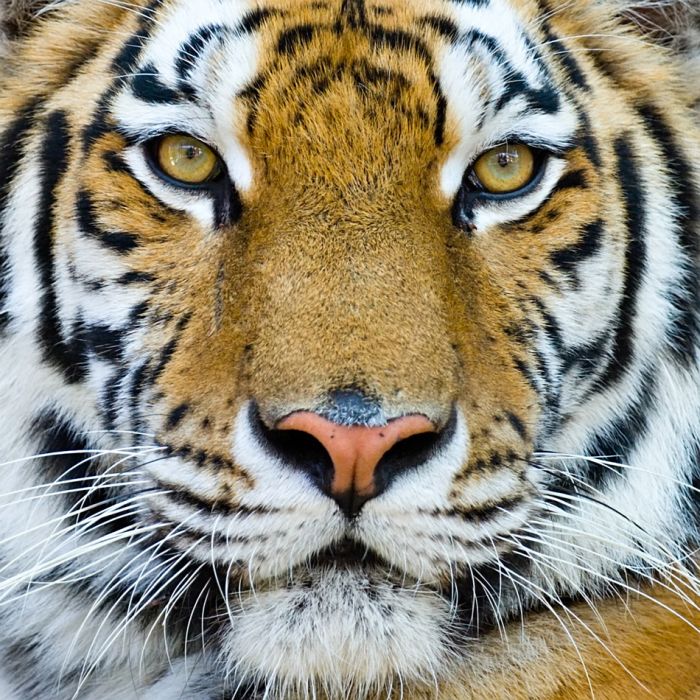 Portrait Of A Big Tiger On Stone Wall Background - ID # 4511997