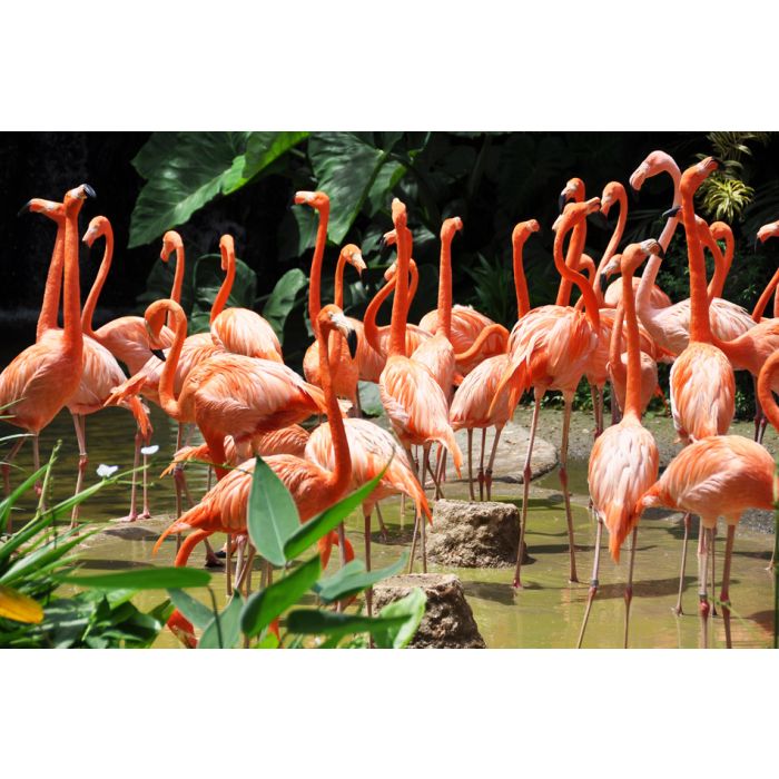 Caribbean Flamingos - ID # 45458355