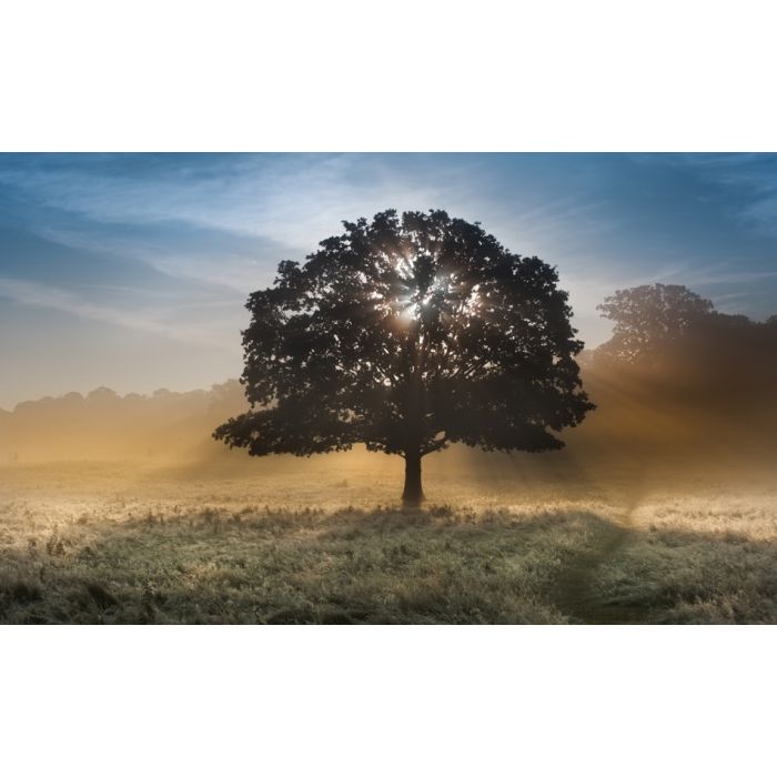 Sunrise Sunbeams Bursting Through Tree - ID # 45787842