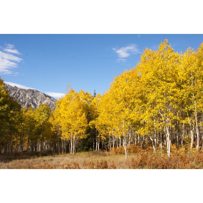 Aspen Grove In Fall Yellow Leaves With Mountains - ID # 45832058