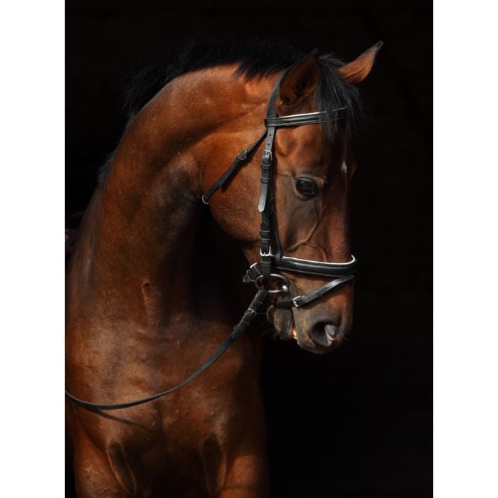 Bay Trakehner Horse With Classic Bridle - ID # 46187059